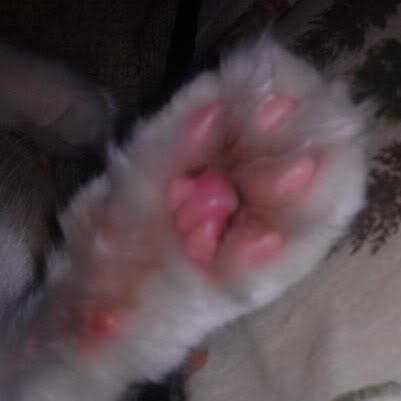 How can I cure my cat's infected paw?
